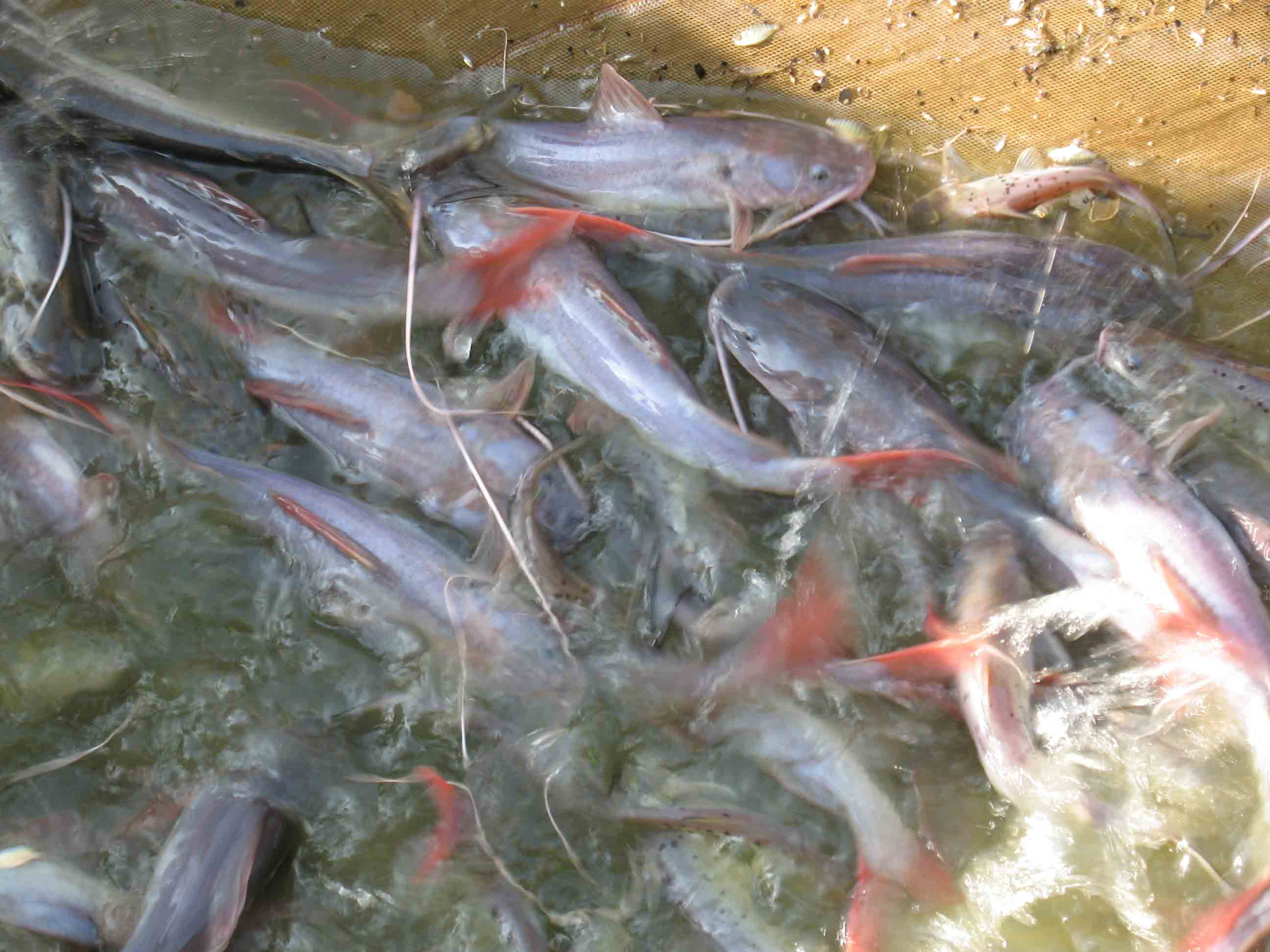  p data-id="tiqavsp93ygl">胡子鱼是鲤形目鲶