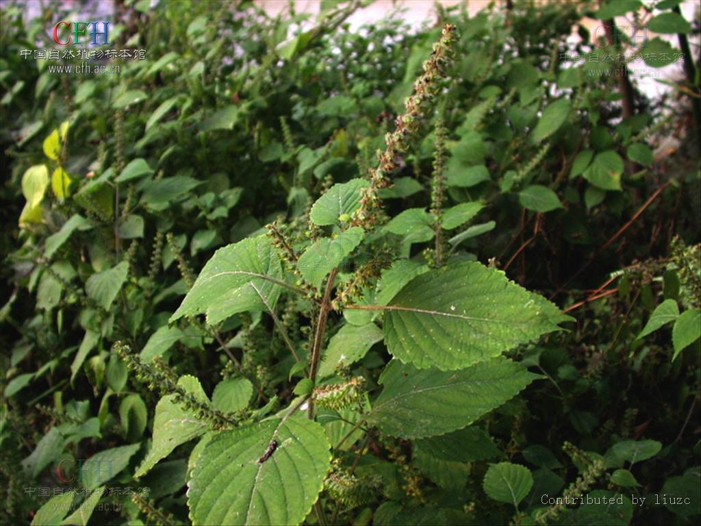  p>苏梗是一种中药材,是 a target="_blank" h