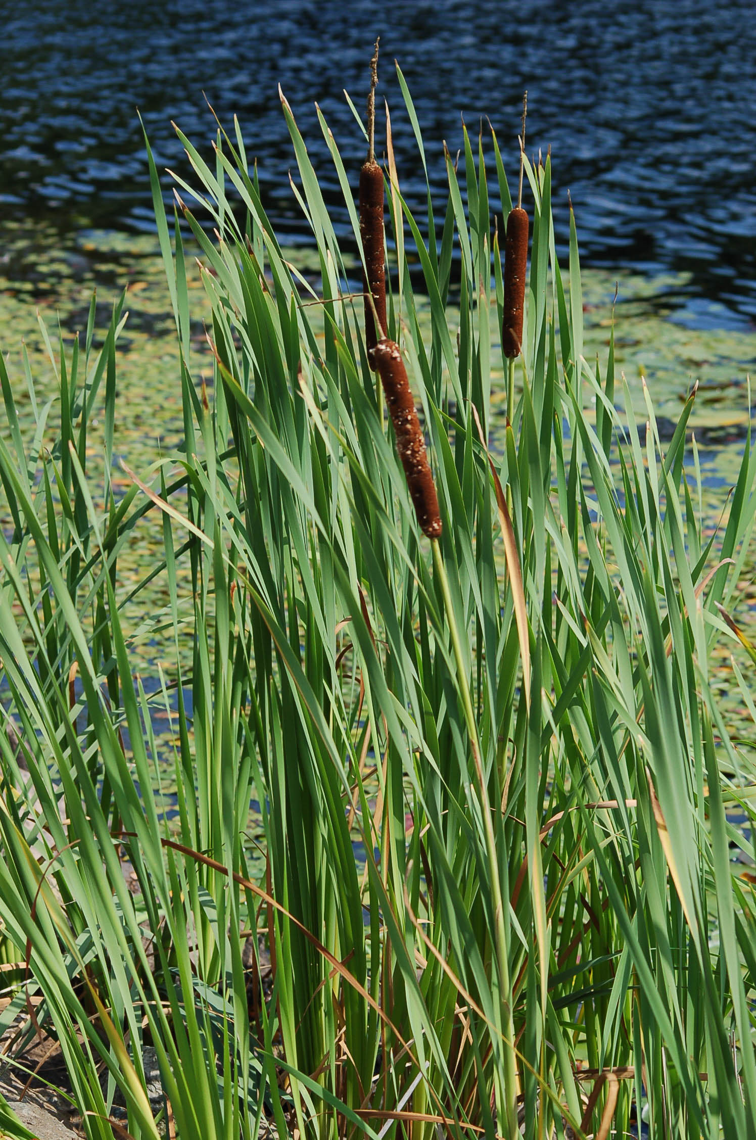  p>香蒲属(学名: i>typha /i> linn.