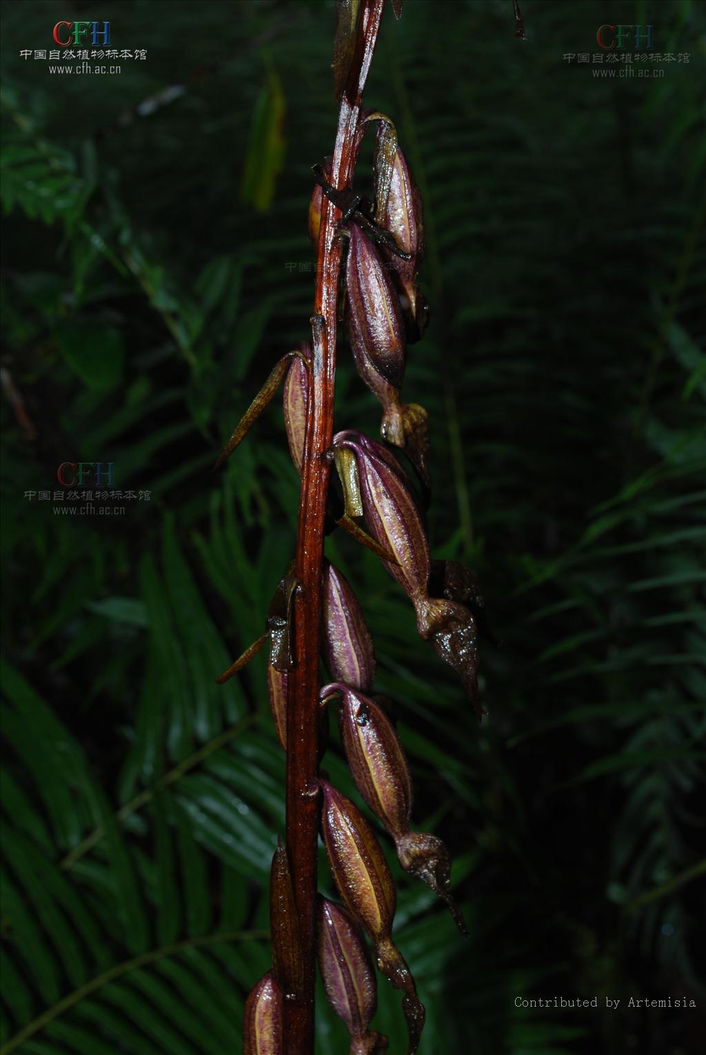  p> b>无叶兰属 /b>(学名: i>aphyllorchis /i>)是兰科下的一个属,为