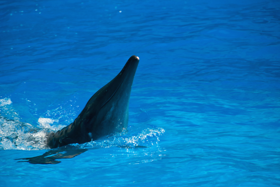  p>糙齿海豚(学名:steno bredanensis),体较粗壮,头圆锥形,吻突较长