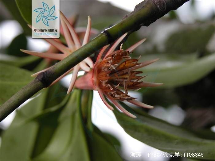  p>海莲(学名: i>bruguiera sexangula /i> (lour.) poir.