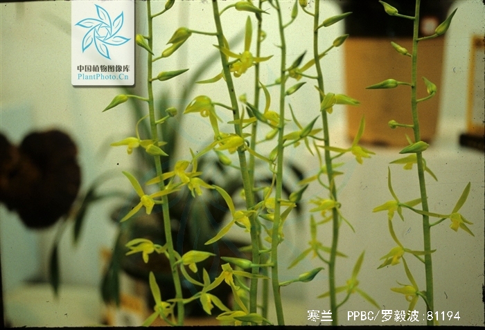  p>寒兰(学名: i>cymbidium kanran /i> makino)是兰科兰属地生植物