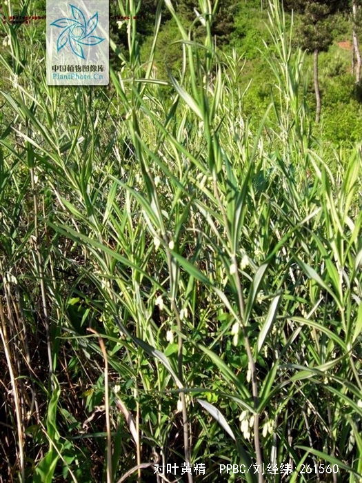  p>对叶黄精(学名:polygonatum oppositifolium)是百合科黄精属具根状
