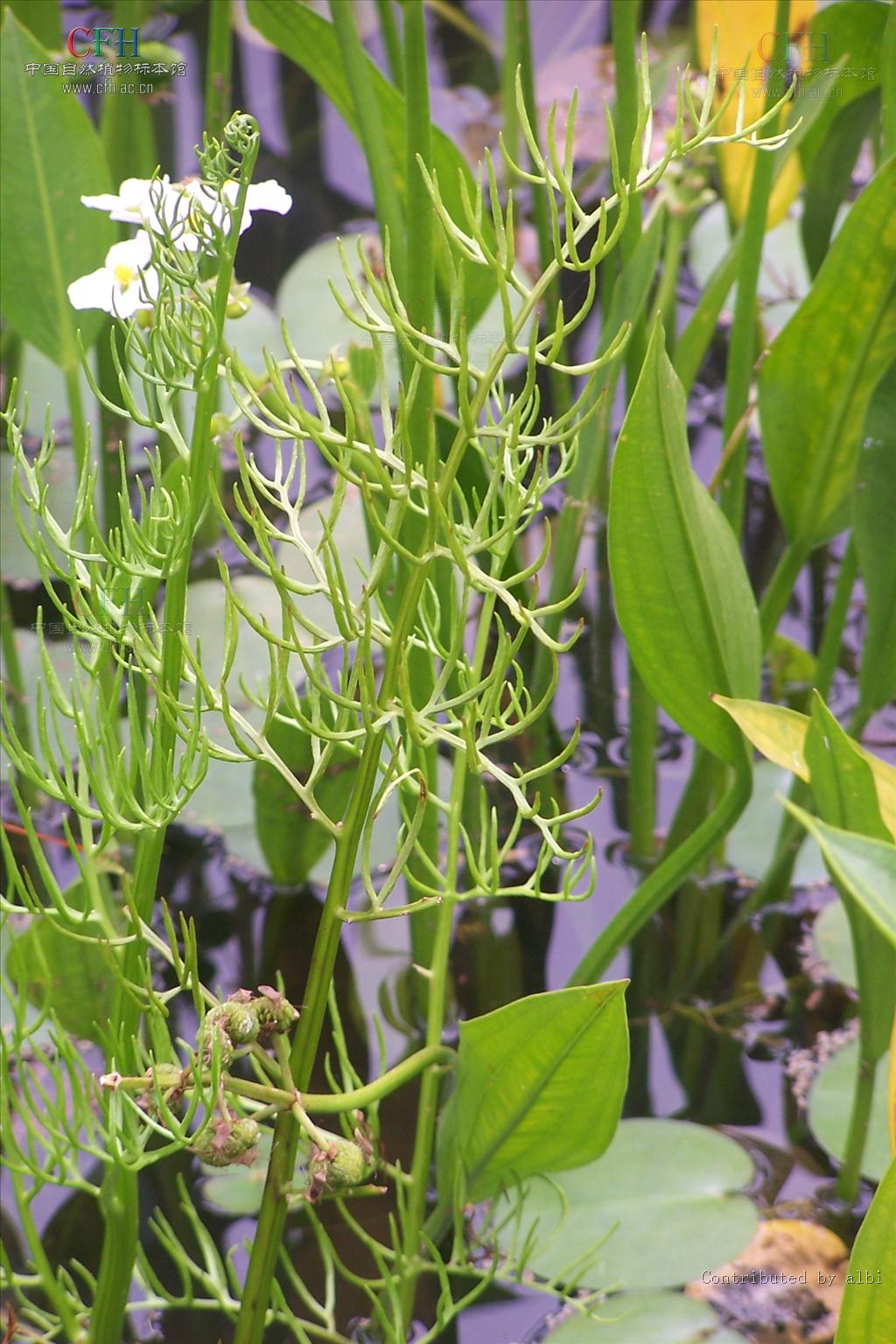  p>水蕨科(parkeriaceae),一年或多年生 a href="#" data-lemmaid="