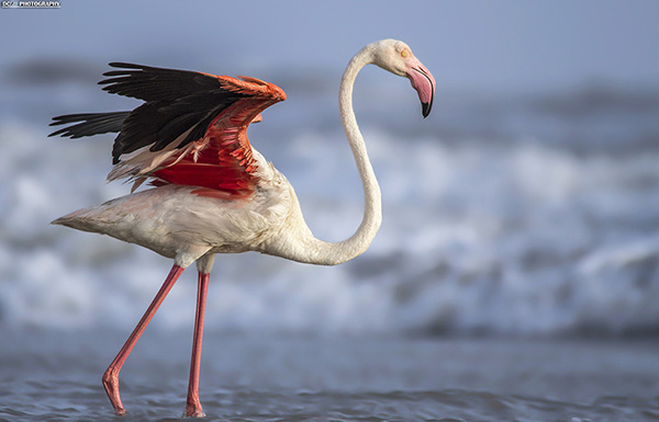  p>红鹳属(学名:phoenicopterus),别名火烈鸟属,是 a target="_blank"