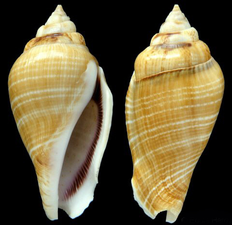  p>驼背凤凰螺(学名: i>gibberulus gibberulus gibbosus /i>):成贝长