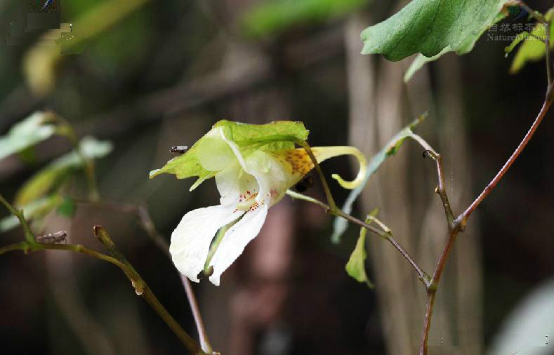  p>长翼凤仙花(学名: i>impatiens longialata /i> pritz.