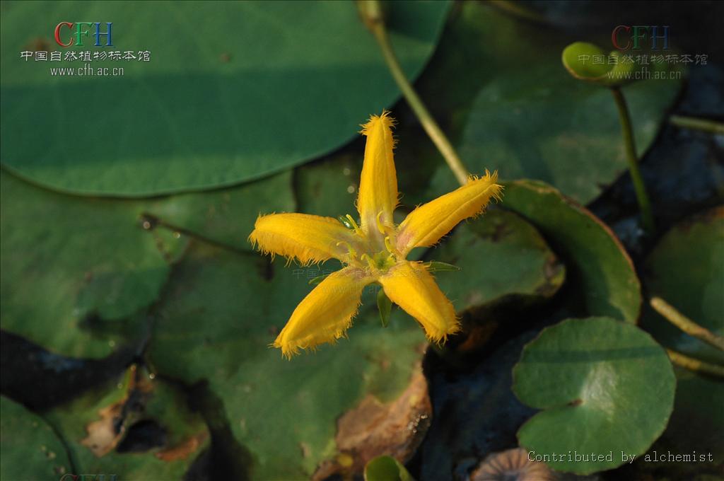  p>水金莲花,别名: a href="#" data-lemmaid="22953">金莲花 /a>