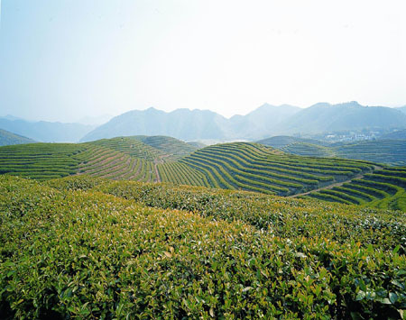 桐庐雪水云绿茶,浙江省<a target="