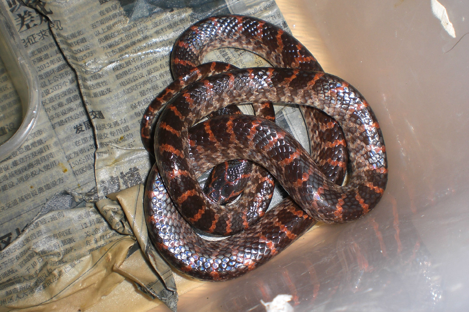  p>海南睑虎又叫海南守宫,眼皮守宫,是我国特有物种,分布于我国海南省