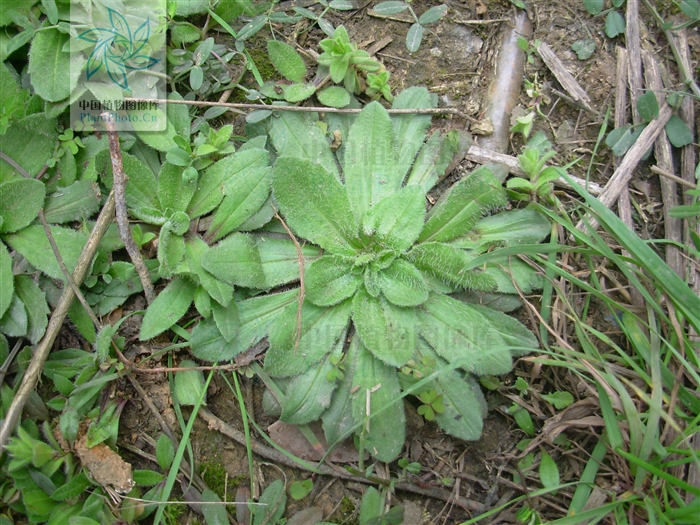 p>北美车前(学名: i>plantago virginica /i>  l.