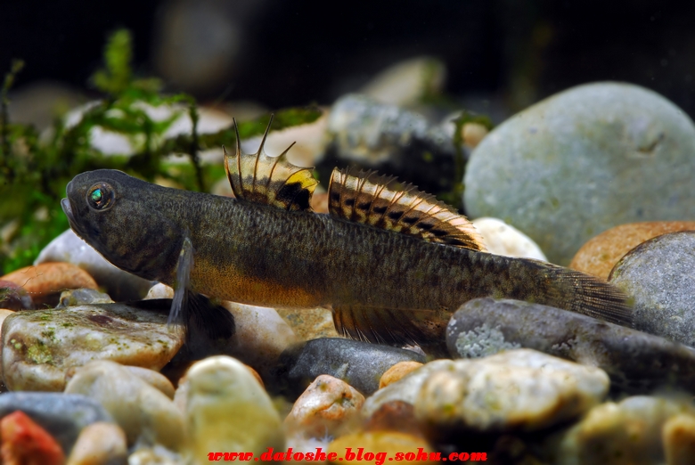  p>溪吻鰕虎鱼(学名: i>rhinogobius duospilus /i>),为 a>鰕虎鱼科 