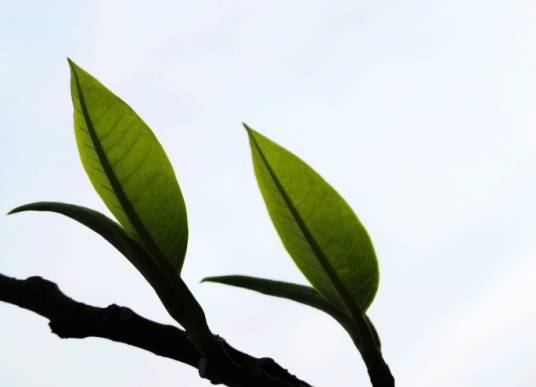 旗枪（绿茶的一种）_百度百科