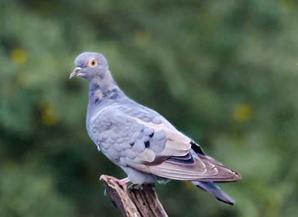 p>中亚鸽(学名: i>columba eversmanni /i>)体长26厘米,是一种小型的