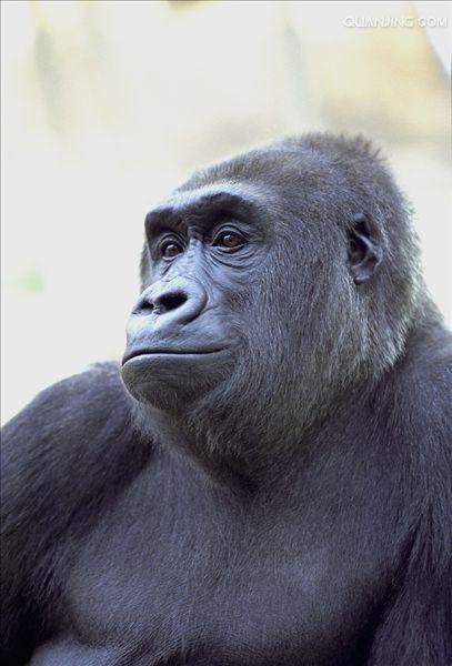  p>猩猩也叫 a href="#" data-lemmaid="2032856">人猿 /a>, a>灵长目