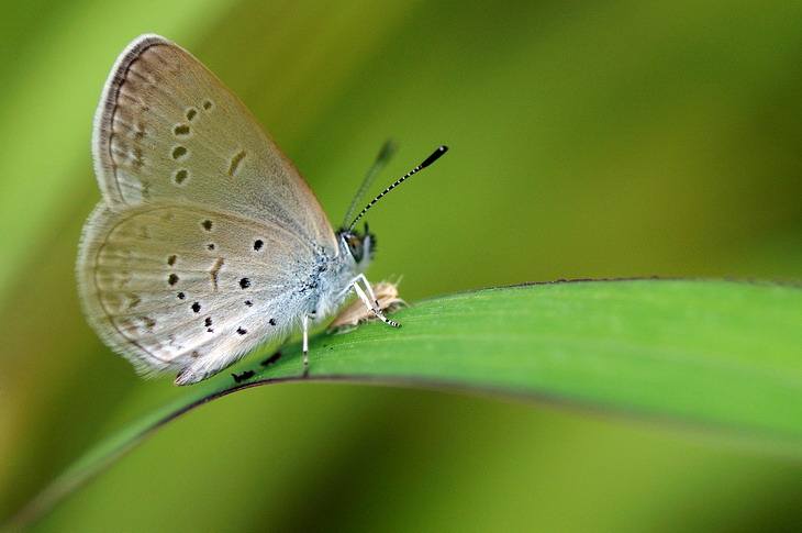  p>灰蝶科是蝴蝶 a target="_blank" href="/item/凤蝶/4479513" data