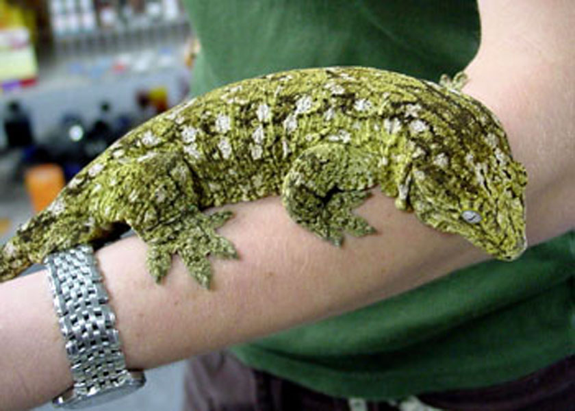  p>鳞脚蜥科(pygopodidae): a target="_blank" href="/item/蜥蜴目