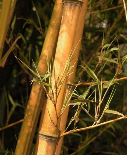  p>黄竿京竹(学名: i>phyllostachys aureosulcata  /i>mcclure  i>&