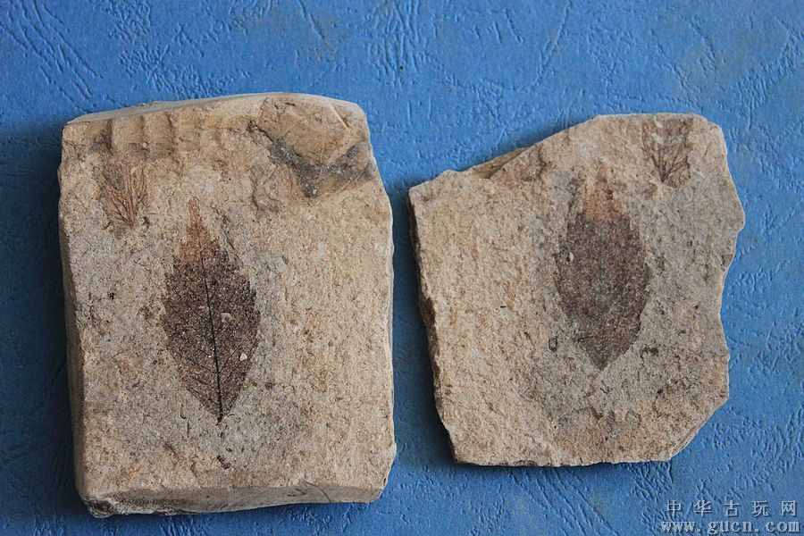  p>山旺化石,又称山旺 a href="#">古生物 /a>化石,是指产于我国山东