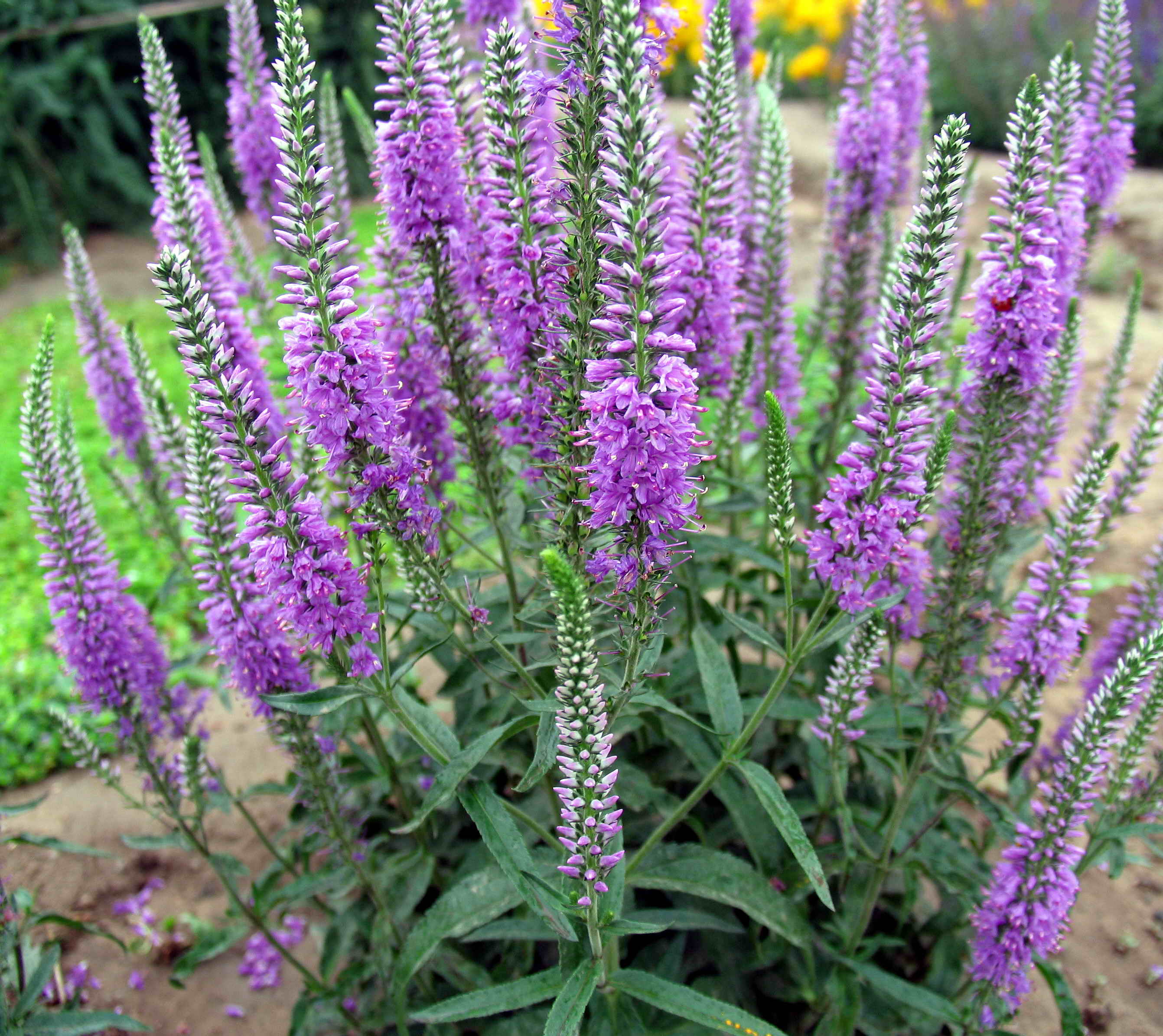 是唇形科,鼠尾草属一年生草本植物.