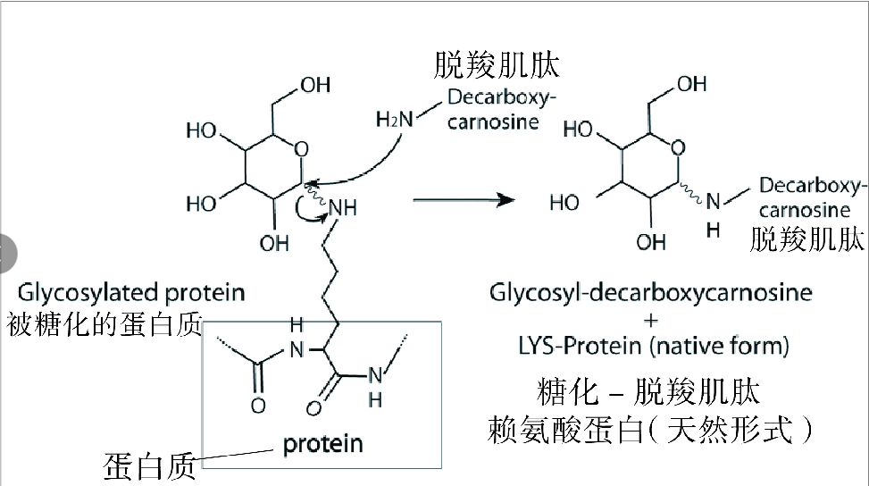 e">脱羧肌肽(carcinine),学名β-丙氨酰-l-组氨(β-alanyl histamine)