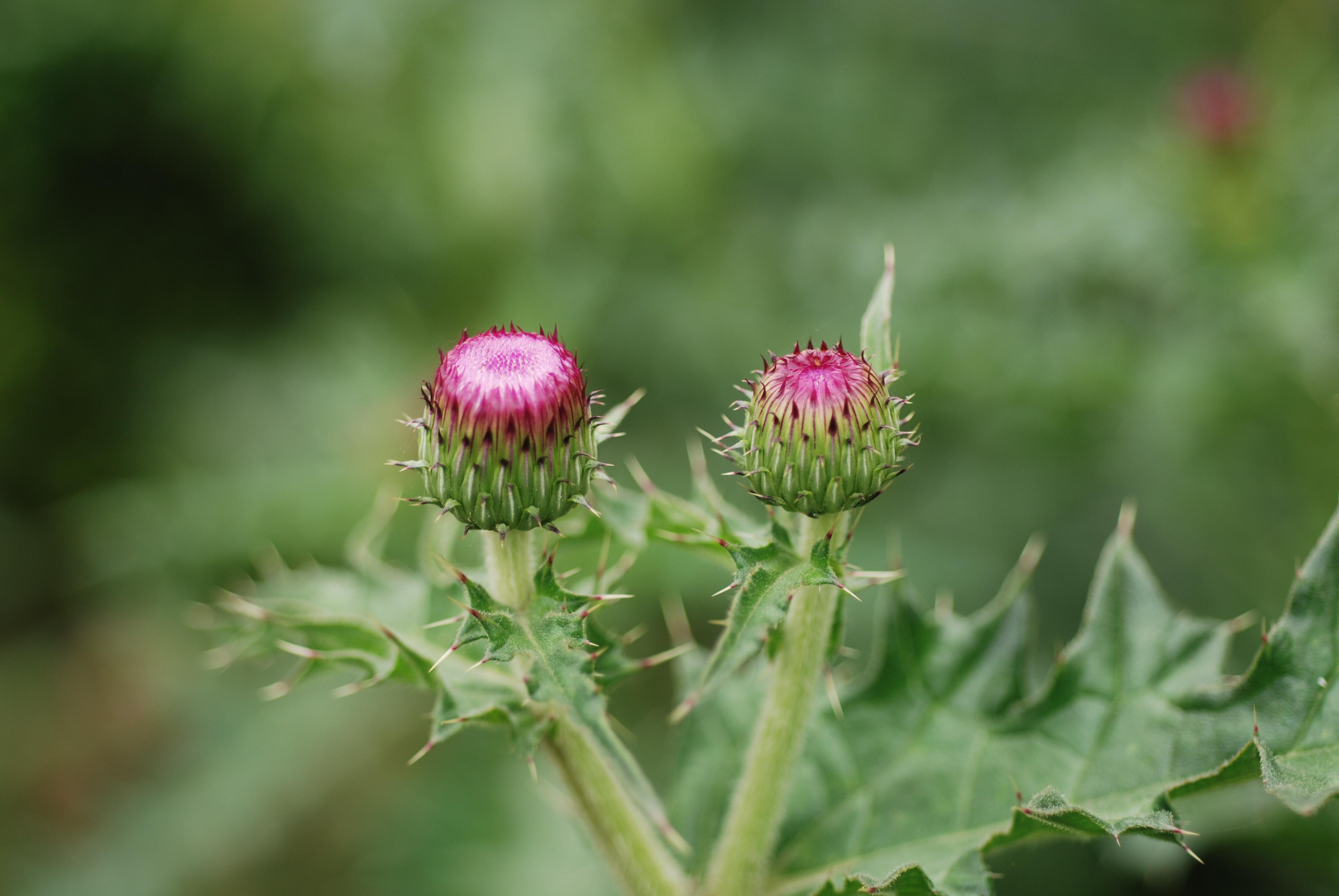  p>大蓟,中药名.为菊科植物蓟 i>cirsium japonicum fisch. ex dc.