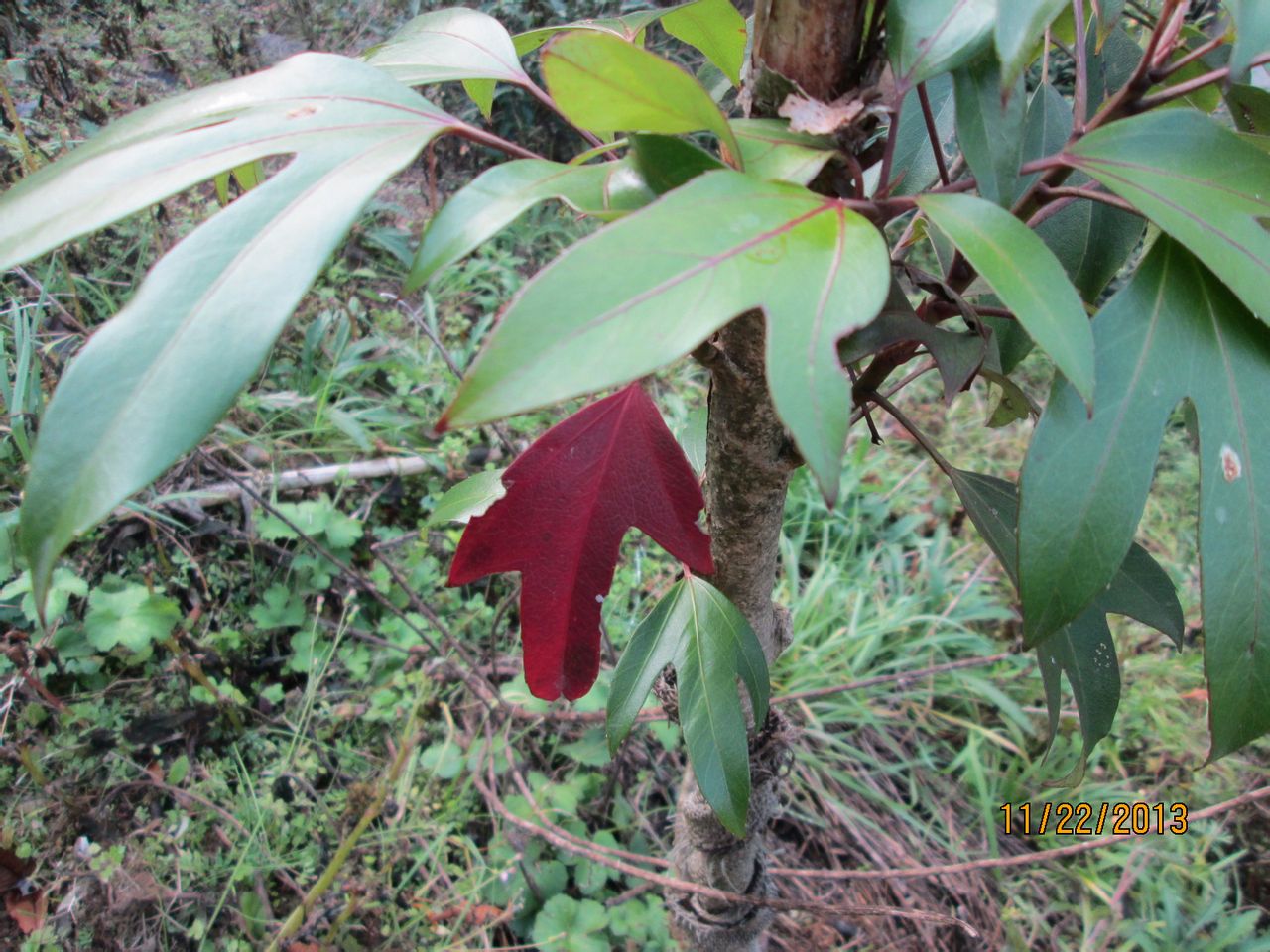 是五加科,树参属乔木或 a href="#" data-lemmaid="1520017">灌木 /a