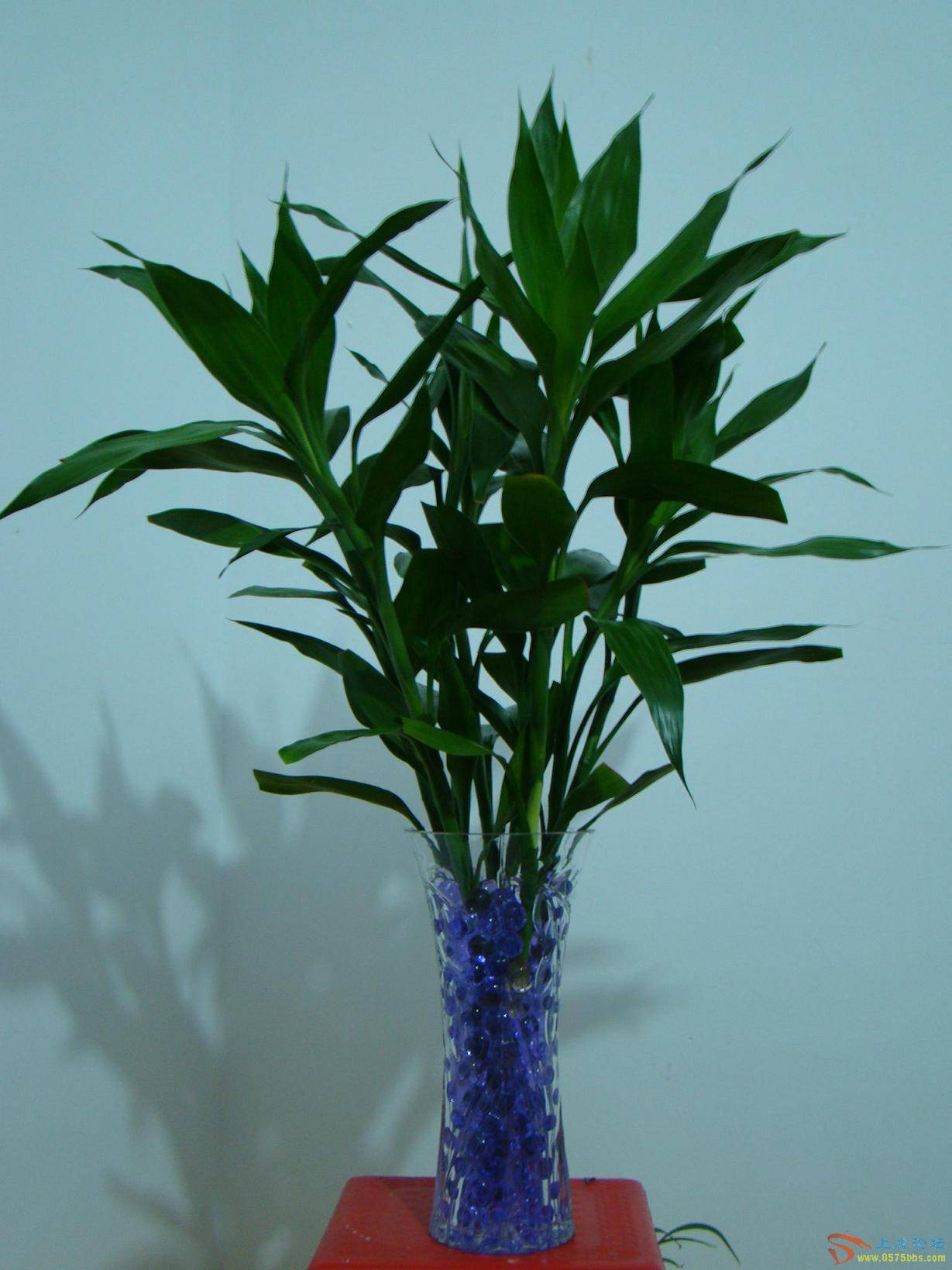 花草盆景