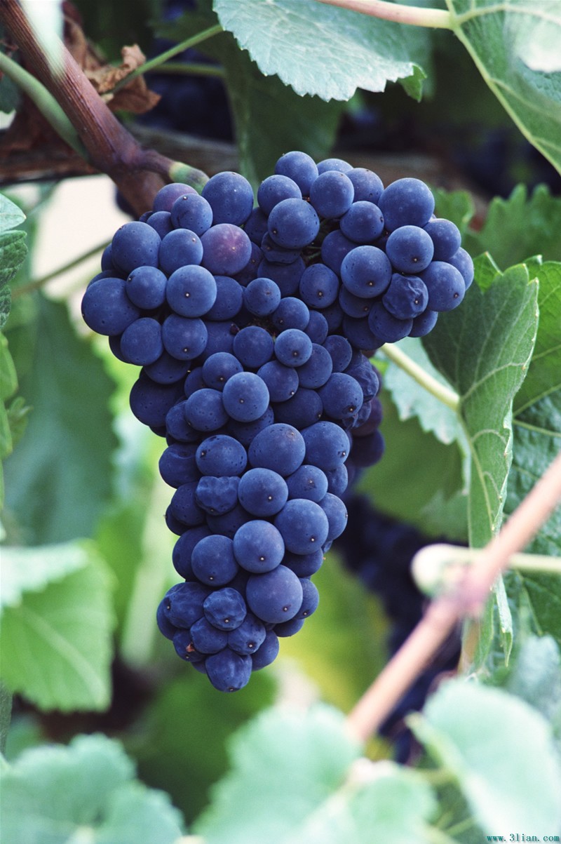 摩尔多瓦葡萄