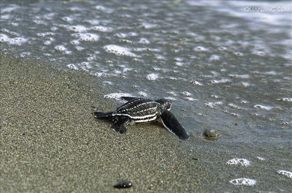 dermochelys coriacea