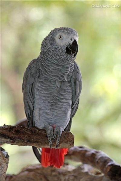  p>非洲灰鹦鹉(学名: i>psittacus erithacus /i>)属于大型鹦鹉,是