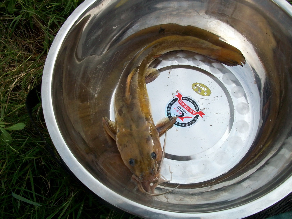  p>大鳍鳠(学名: i>hemibagrus macropterus /i>)是鲿科,鳠属鱼类.