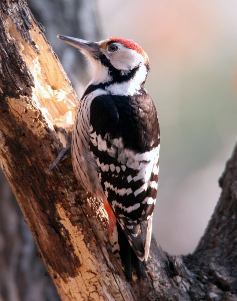 white-backed woodpecker