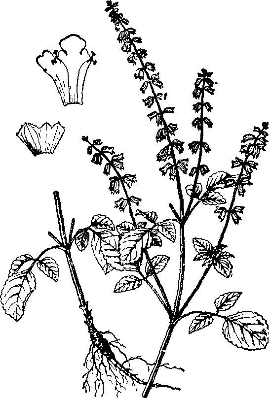  p>佛光草(学名: b>salvia /b>&nbsp; b>substolonifera /b>&amp