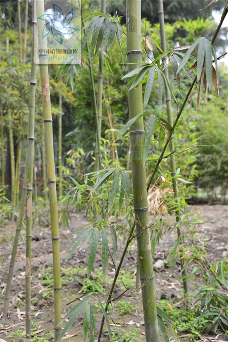  /p> p>在浙江安吉竹种园栽培的本栽培型的竹林中,已长出较粗的竿,故
