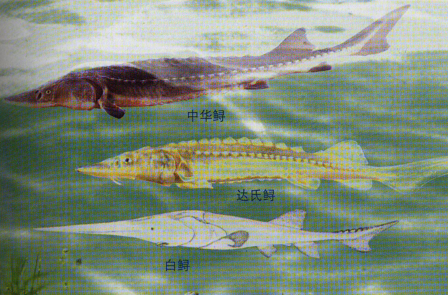 ">亚马逊鲇鱼 /a>, a href="#" data-lemmaid="902126">白鲟 /a>(学名