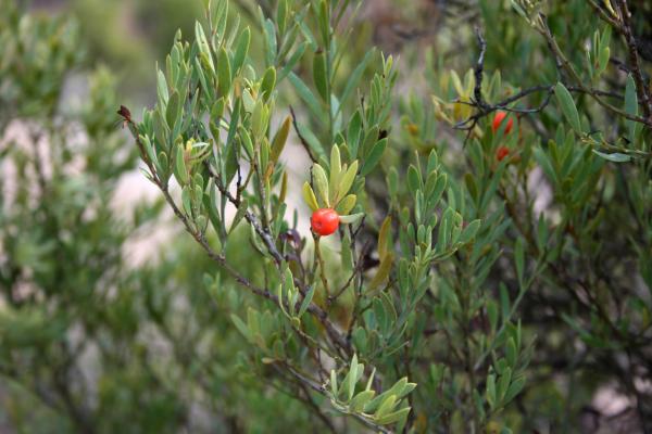  p>沙针(学名: i>osyris /i>  i>lanceolata /i> hochst.