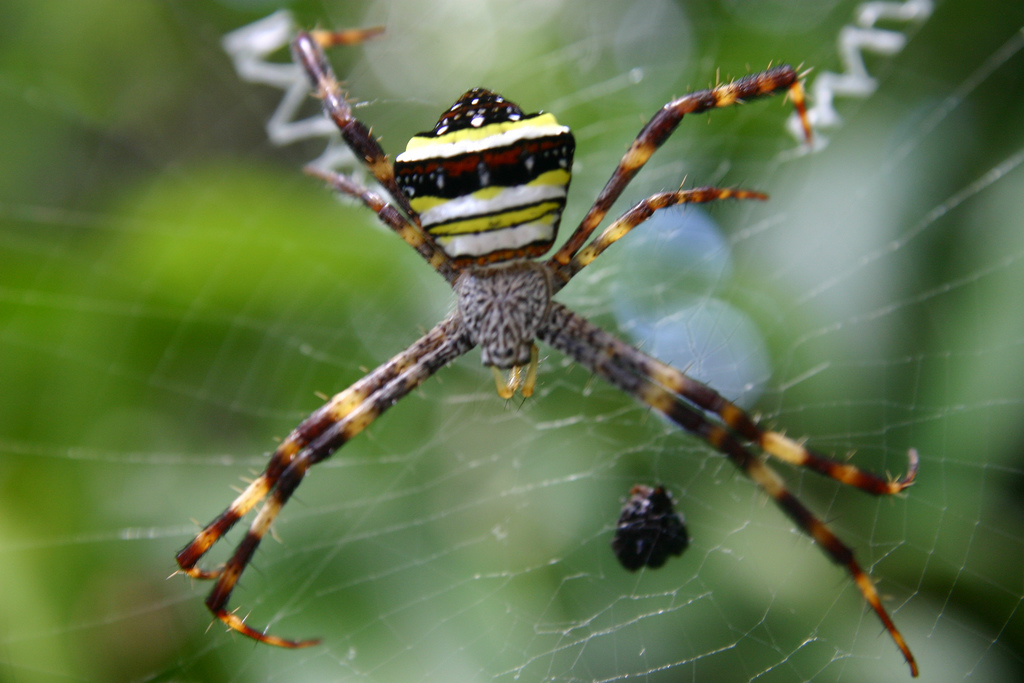  p>多色金蛛(argiope versicolor (dolesshall, 1859))是园蛛科金蛛属