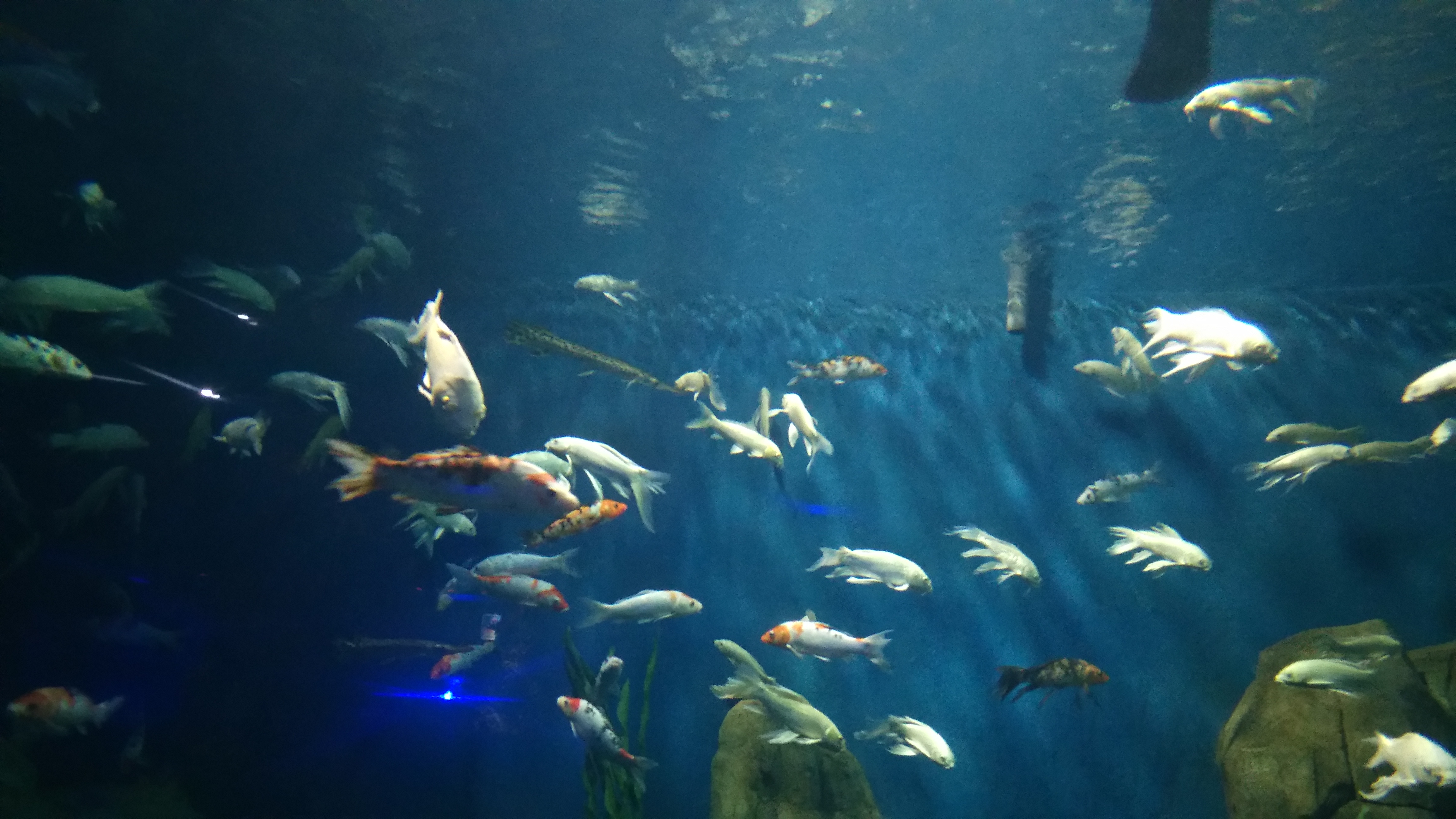 开封东京海洋馆