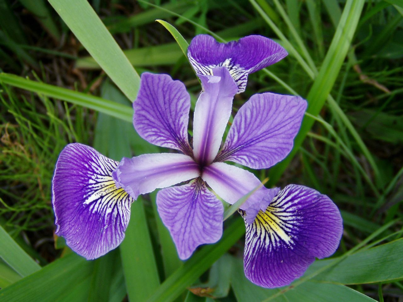 iris versicolor l.