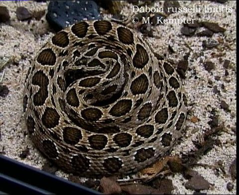  p>圆斑蝰(学名: i>daboia russelii siamensis /i>),又称百步金钱豹