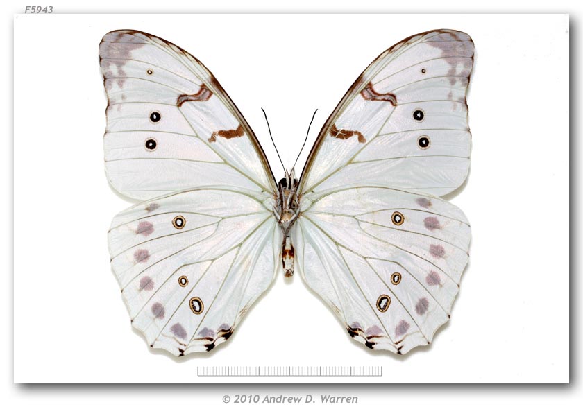  p>大白闪蝶(学名:morpho luna),鳞翅目 a href="#">蛱蝶科 /a>闪蝶属