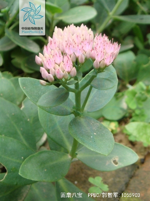  p>圆扇八宝(学名: i>hylotelephium sieboldii /i>)又称 a target="