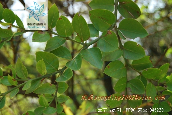  p>云南假虎刺,假虎刺属. /p>