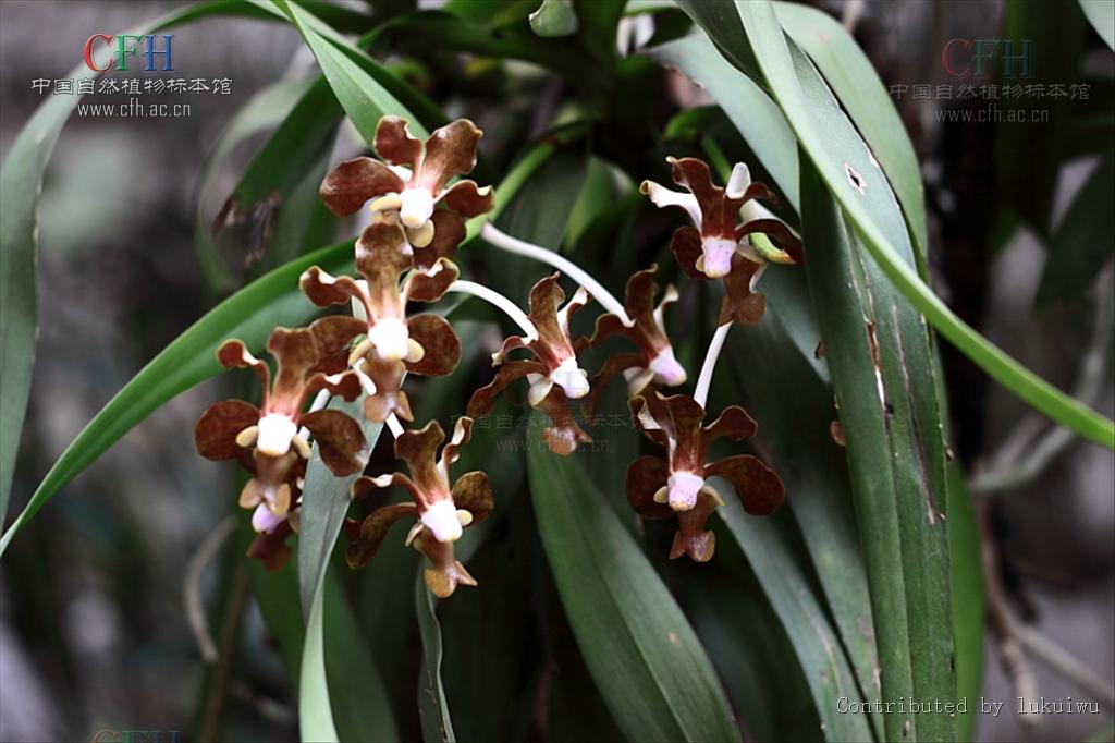 vanda brunnea rchb.f.