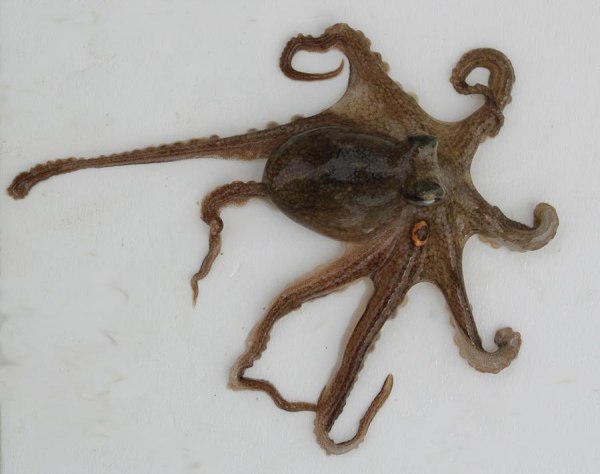  p>  短蛸(octopus ocellatus)又称短爪章鱼,是属于 a target="_blank