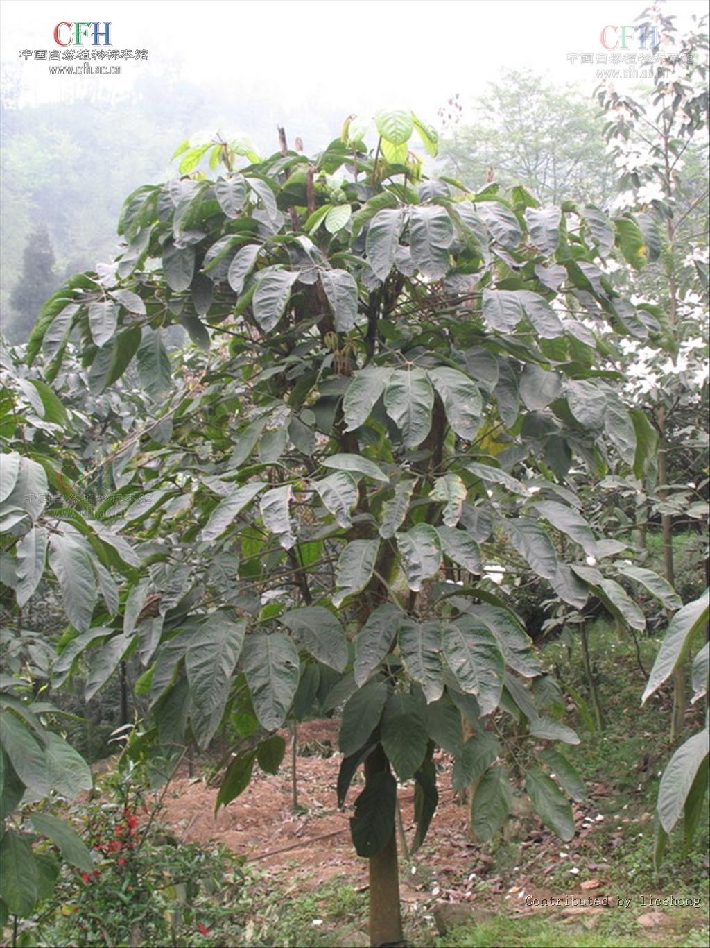  p>鸭脚罗伞,中药名.