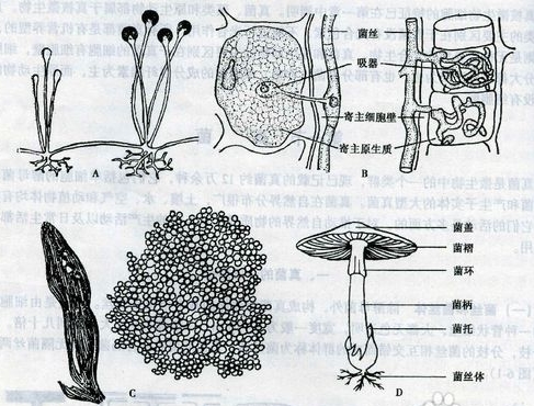  p data-id="gnwg5v1mve">酵母菌芽殖(budding)时,在良好的营养和生长