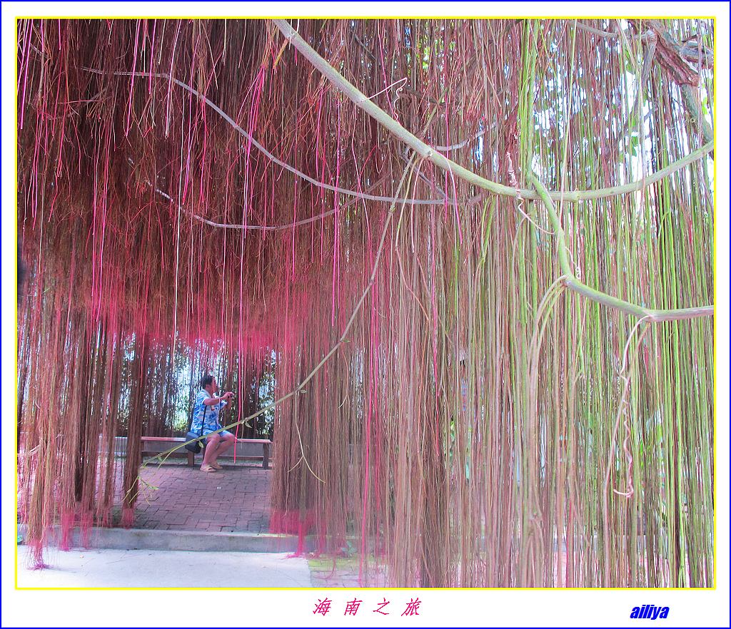 a>白粉藤属多年生常绿蔓性草质藤本植物,因其意境得名"一帘幽梦" p>>